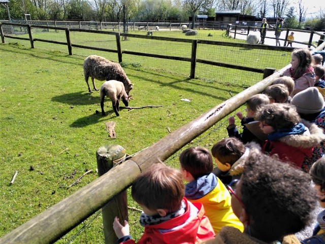 Groupe d'enfants devant animaux à la Colline aux Oiseaux Caen